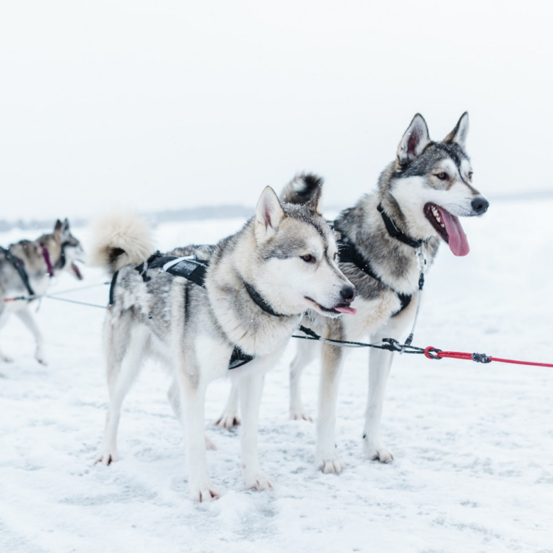 You can engage in various winter activities in Kalajoki: husky safaris