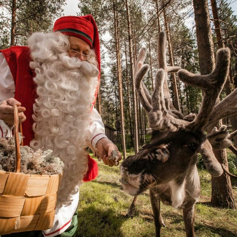 Joulupukki syöttää porolle jäkälää Rovaniemellä