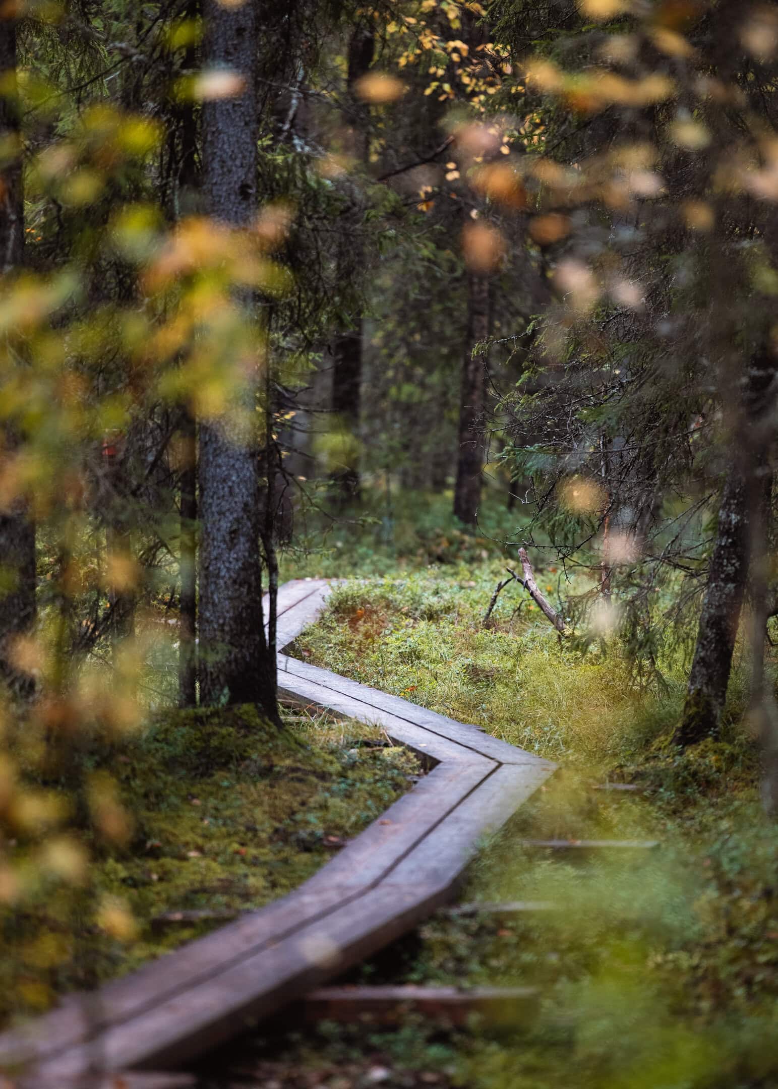 Pitkospuut syksyisessä metsässä