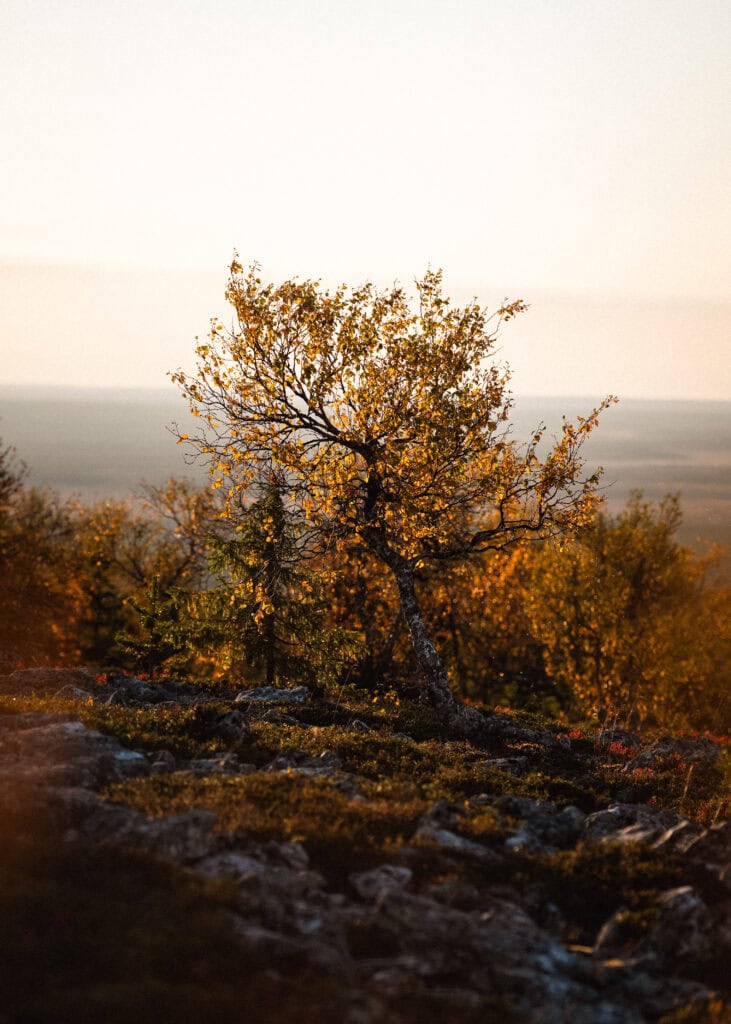 Vaivaiskoivu ruskan väreissä