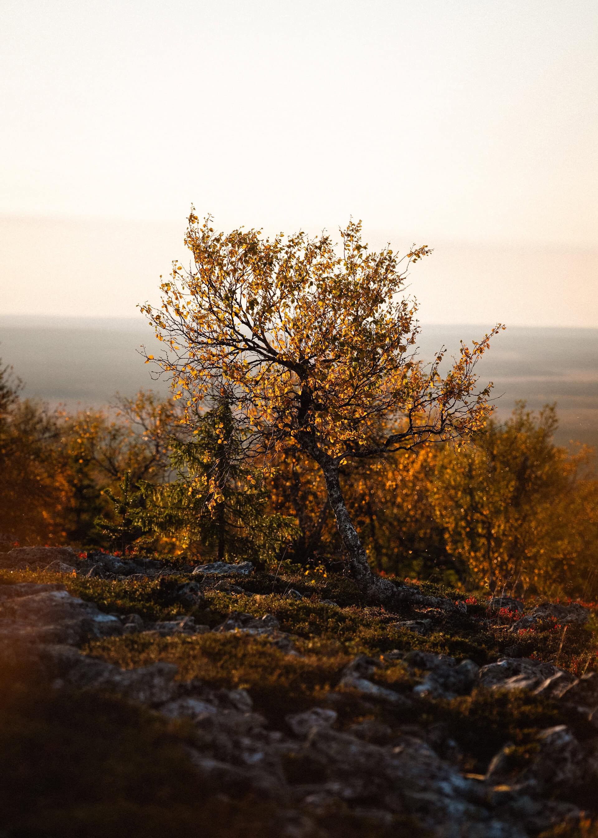 Vaivaiskoivu ruskan väreissä