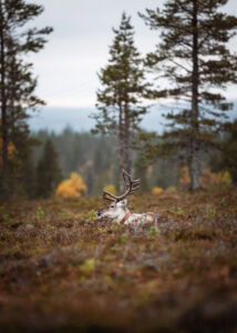 Poro makaamassa syksyllä varvikossa