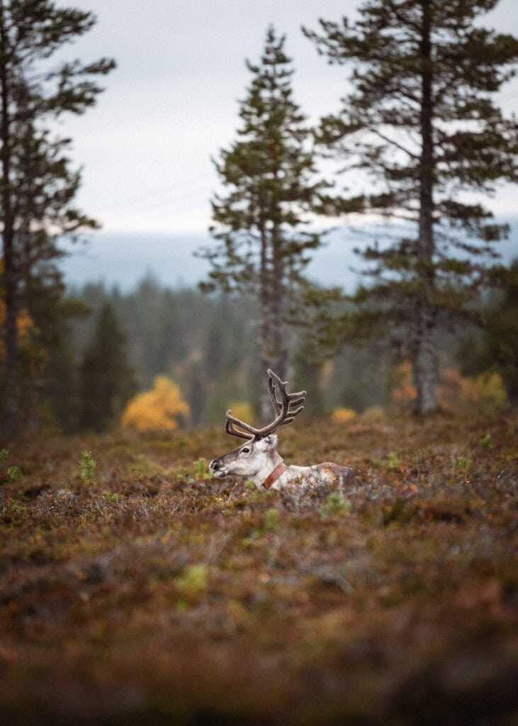 Poro makaamassa syksyllä varvikossa