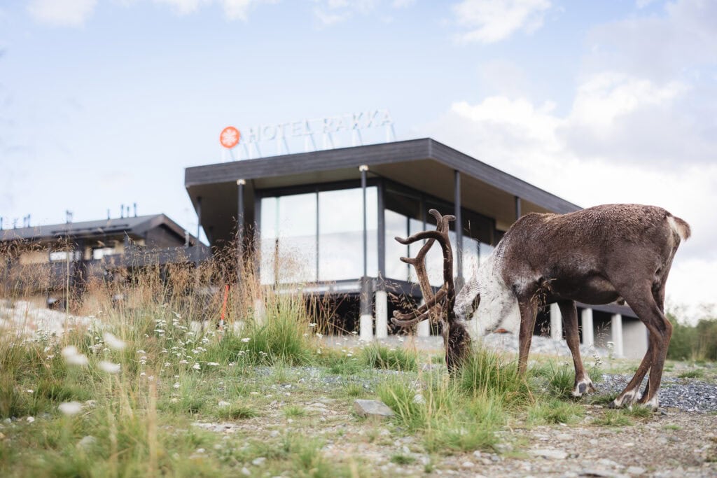 A reindeer in front of the hotel in summer