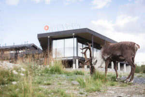 A reindeer in front of the hotel in summer