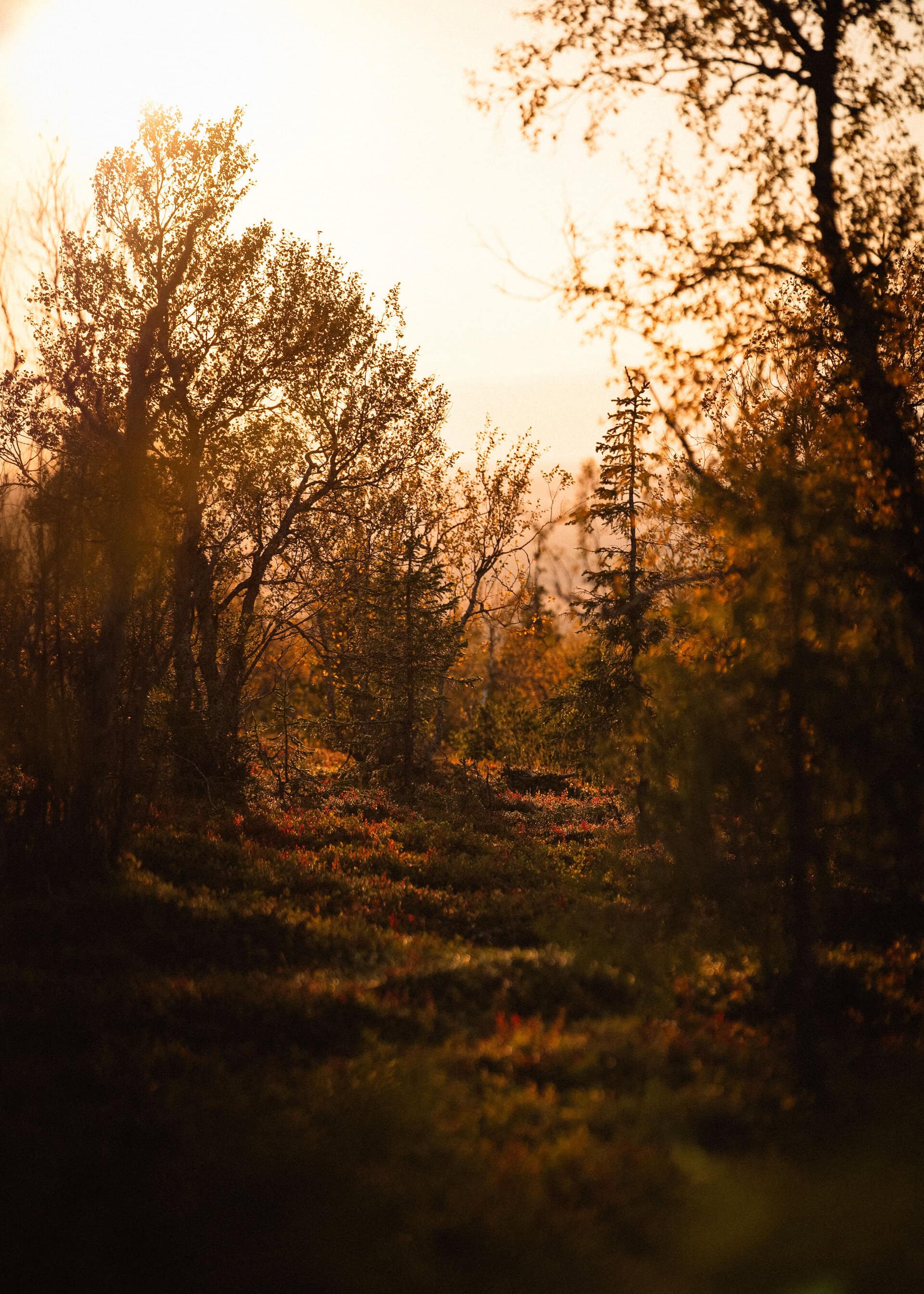 Ruskamaisema auringon laskiessa