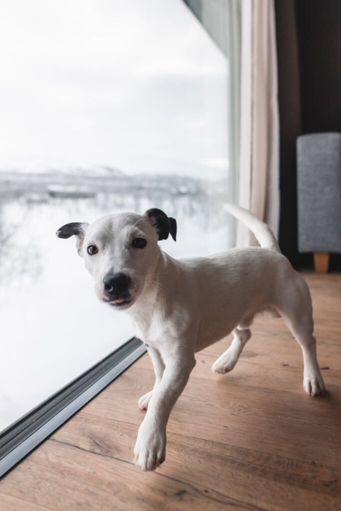 Koira Rakan hotellihuoneessa ikkunan edessä