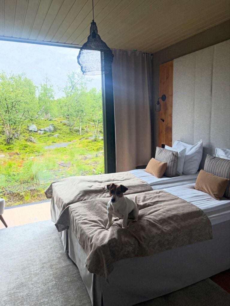 Koira Kilpisjärven Rakka-hotellin huoneessa