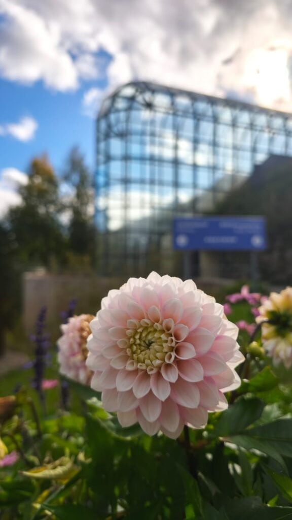 Flower in front of the Arktikum glass tube